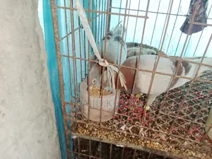 কবুতর বিক্রয়