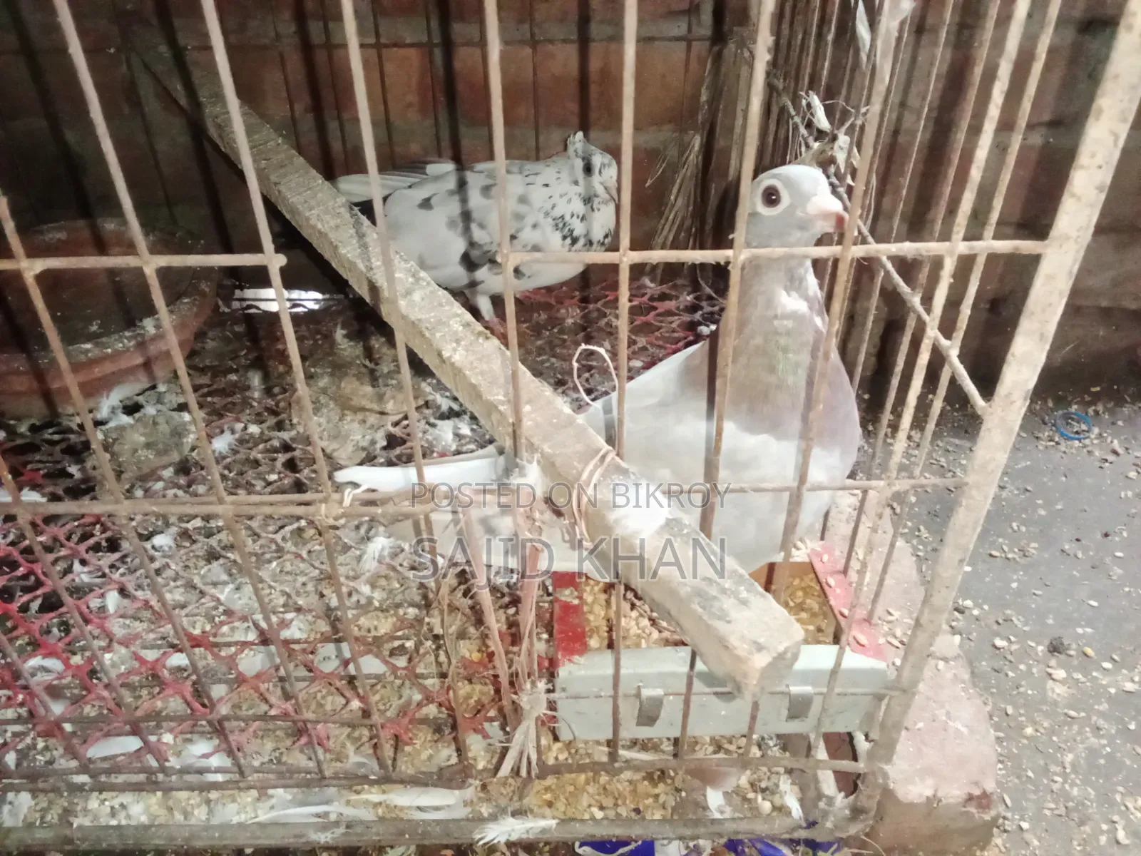 কবুতর বিক্রয়