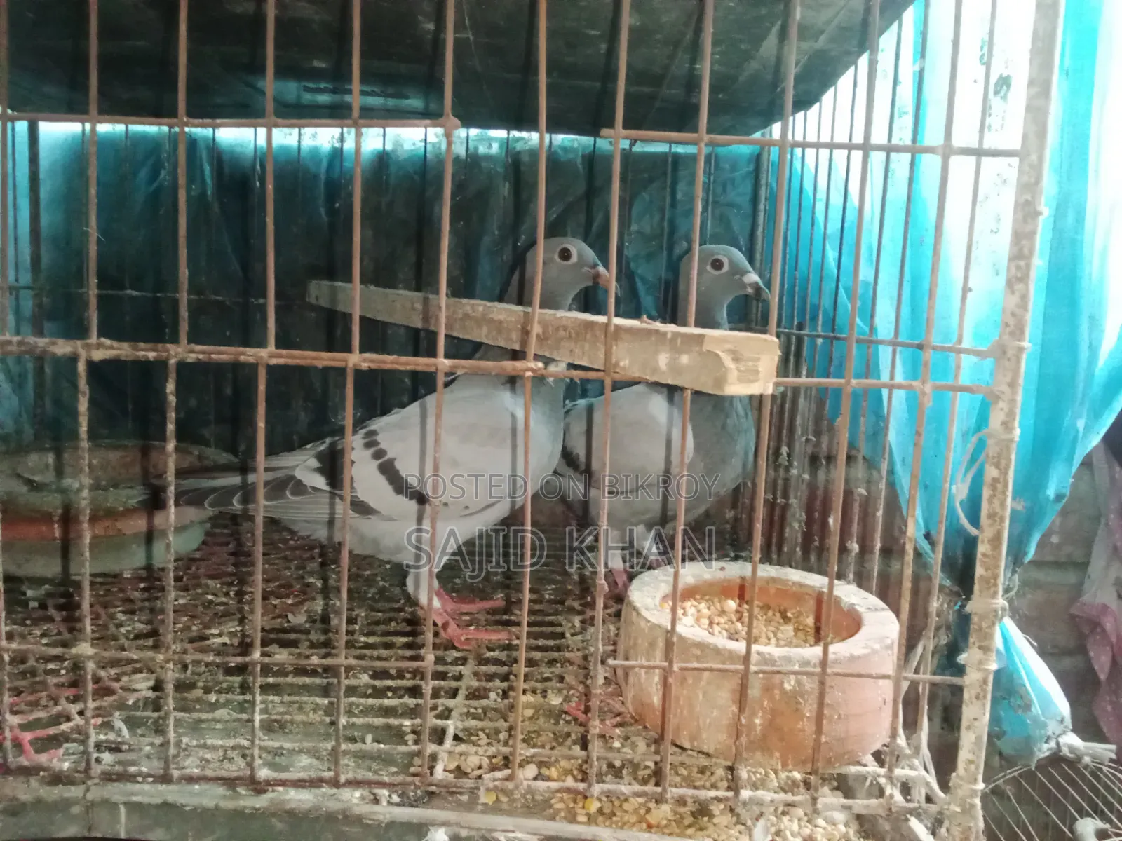 কবুতর বিক্রয়