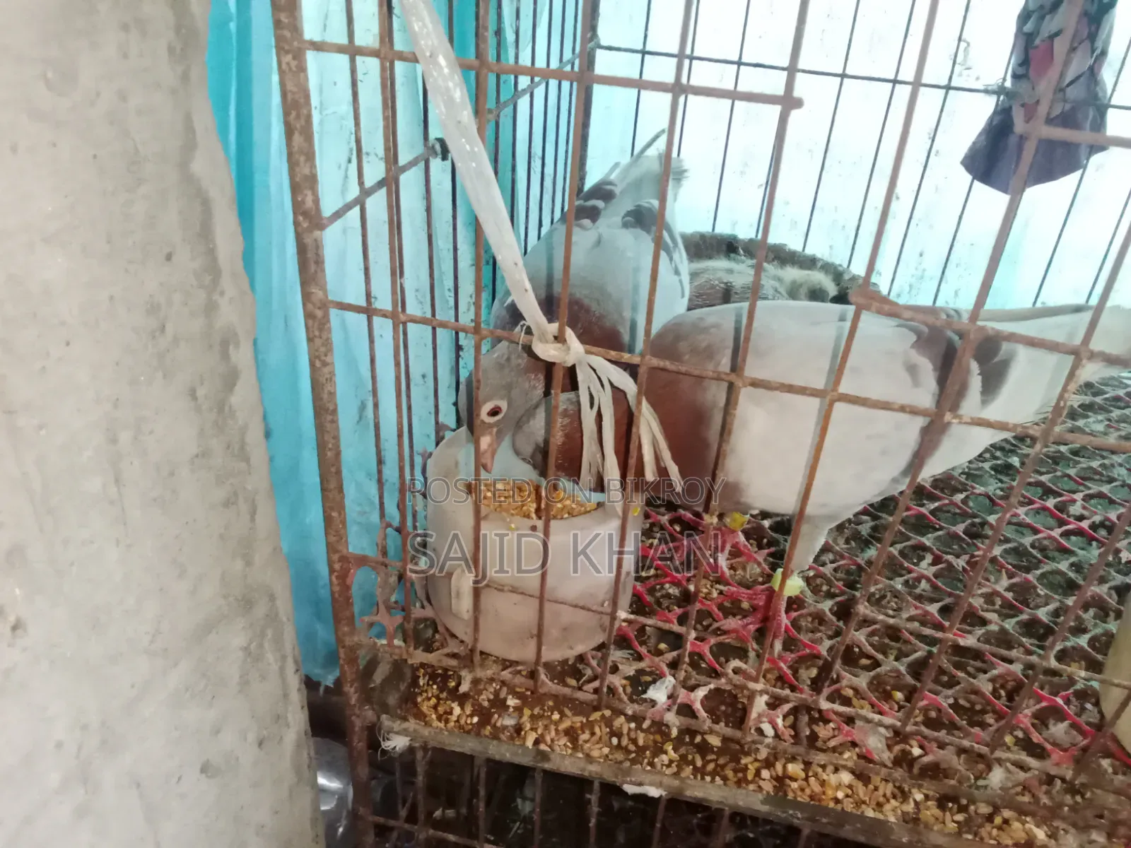 কবুতর বিক্রয়