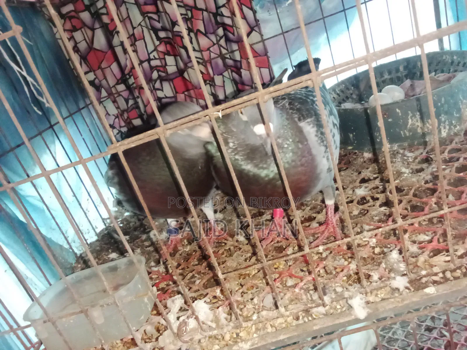কবুতর বিক্রয়