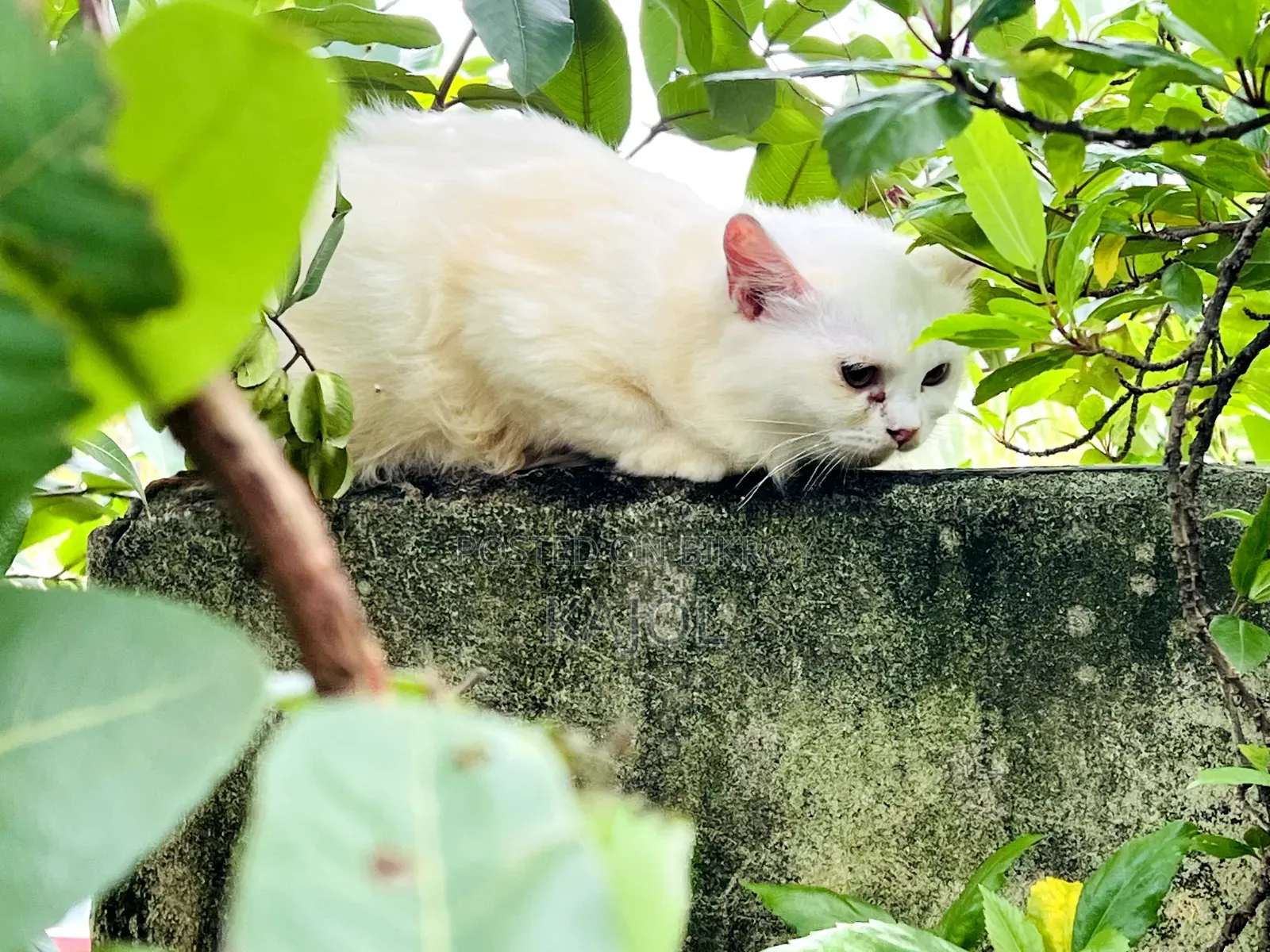 ৩-৬ মাসের পুরুষ মিশ্র জাতের পার্সিয়ান