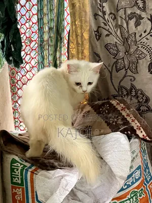 ৩-৬ মাসের পুরুষ মিশ্র জাতের পার্সিয়ান