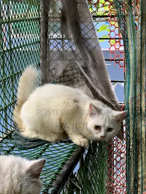 ৩-৬ মাসের পুরুষ মিশ্র জাতের পার্সিয়ান