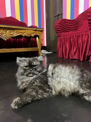 ৬-১২ মাসের পুরুষ বিশুদ্ধ পার্সিয়ান বিড়াল