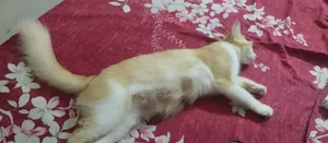 1+ Year Female Mixed Breed Persian Cat