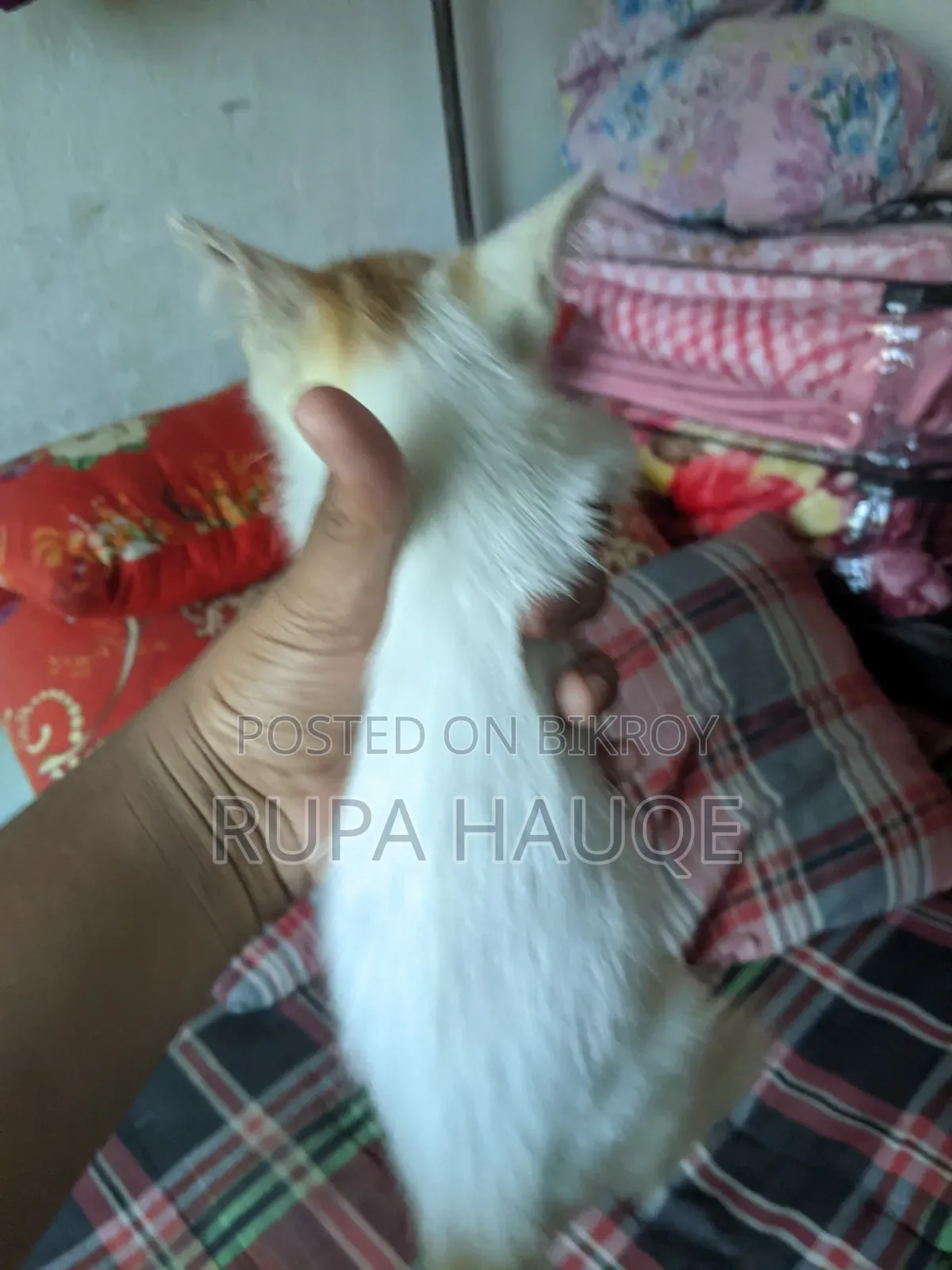 1-3 Months Male Mixed Breed Persian