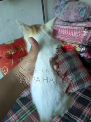 1-3 Months Male Mixed Breed Persian