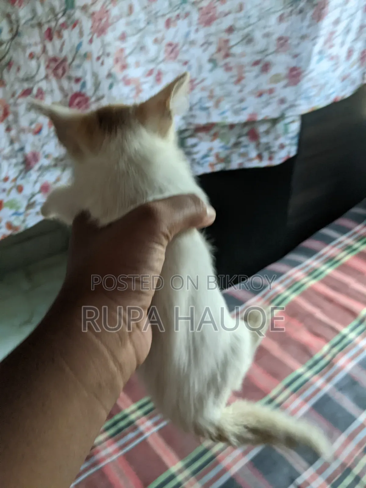 1-3 Months Male Mixed Breed Persian
