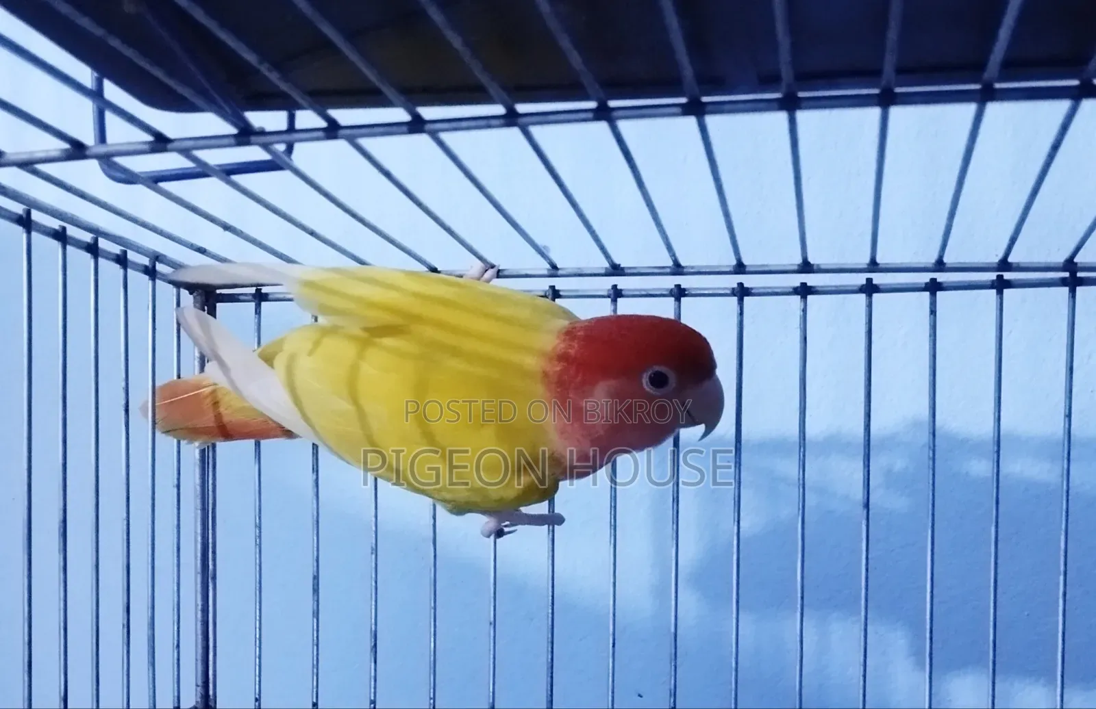 Red Head Lutino Lovebird Male for Sell