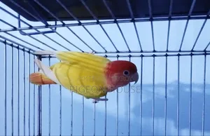 Red Head Lutino Lovebird Male for Sell