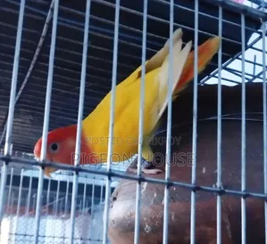 Red Head Lutino Lovebird Male for Sell