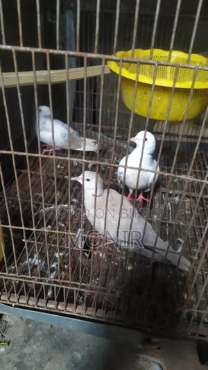 এক জোরা ঘুঘু পাখি