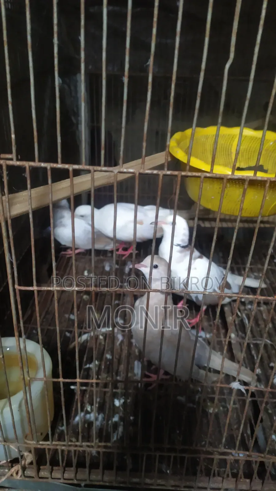এক জোরা ঘুঘু পাখি
