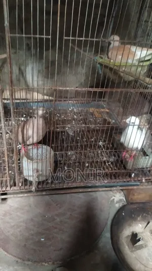 এক জোরা ঘুঘু পাখি