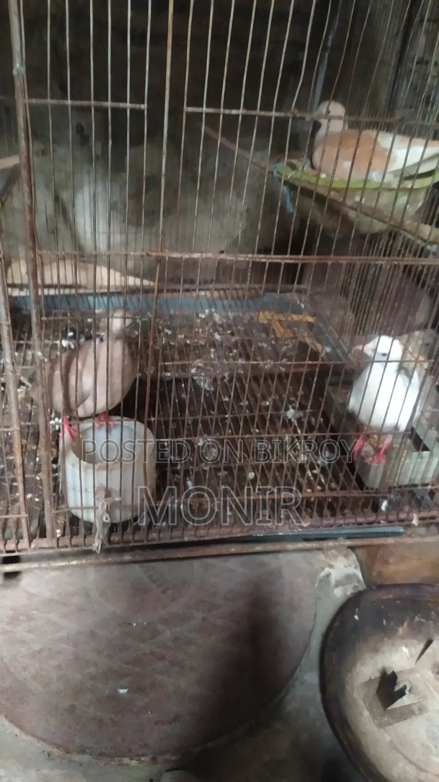 এক জোরা ঘুঘু পাখি