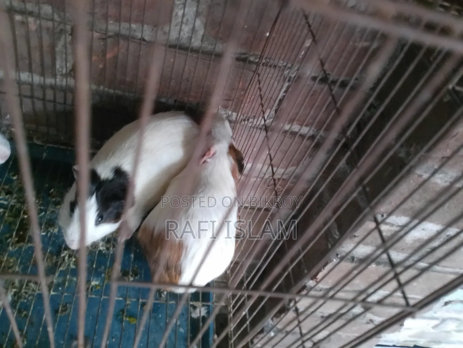 Guineapig Male