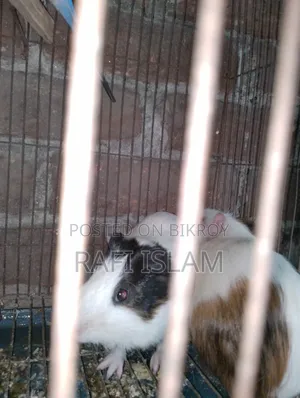 Guineapig Male