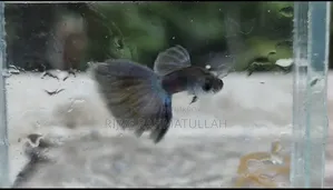 ব্লাক সামুরাই গাপ্পি