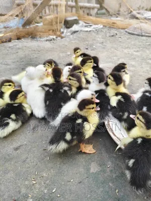 Muscovy ducks for sale