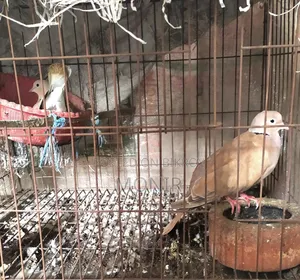 ঘুঘু পাখি বিক্রি হবে