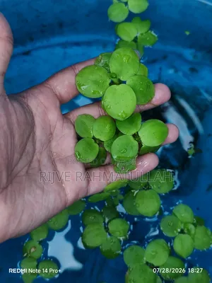 ফ্রগবিট প্লান্ট