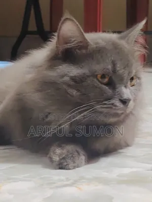 ১+ বছরের পুরুষ বিশুদ্ধ পার্সিয়ান