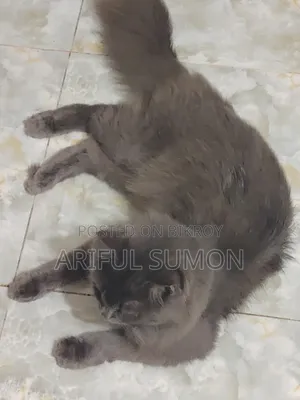 ১+ বছরের পুরুষ বিশুদ্ধ পার্সিয়ান