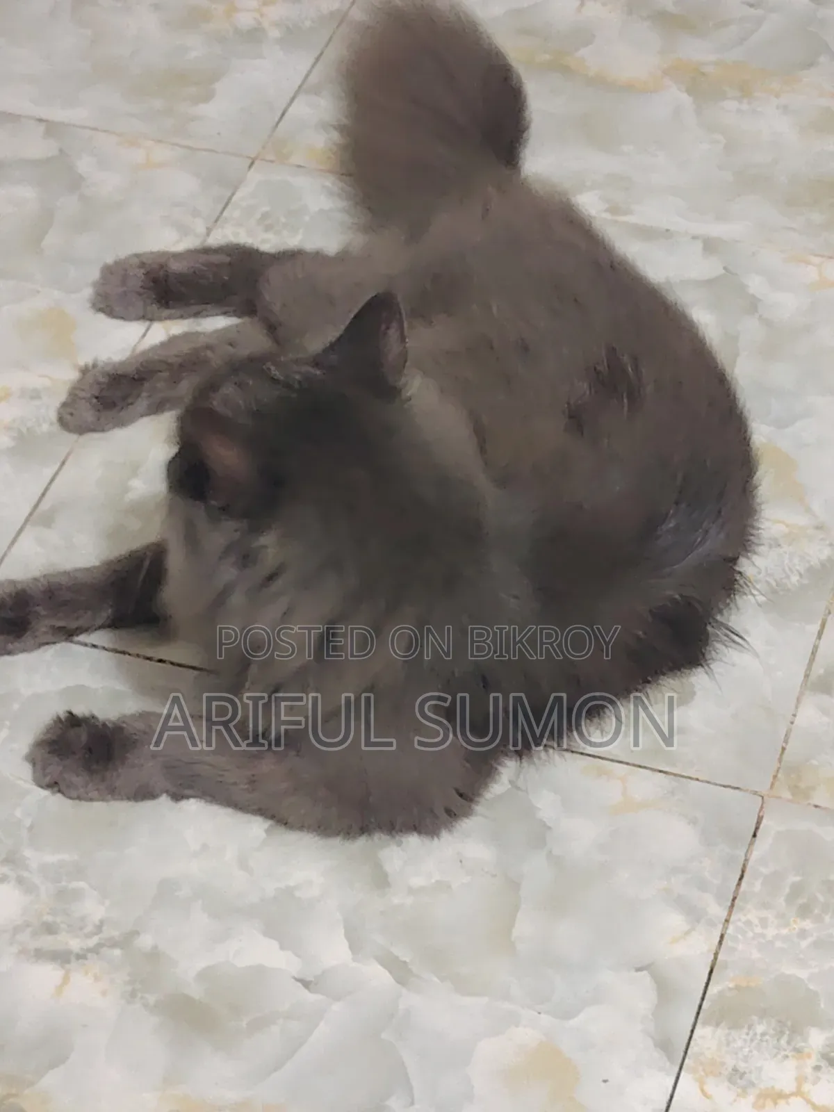 ১+ বছরের পুরুষ বিশুদ্ধ পার্সিয়ান