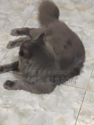 ১+ বছরের পুরুষ বিশুদ্ধ পার্সিয়ান