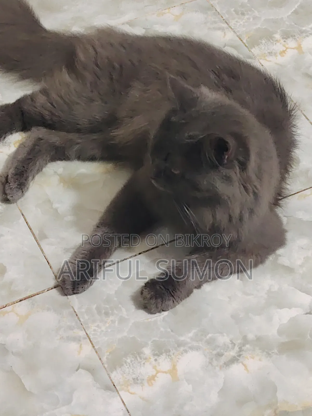 ১+ বছরের পুরুষ বিশুদ্ধ পার্সিয়ান