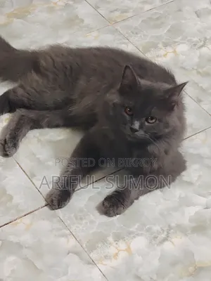 ১+ বছরের পুরুষ বিশুদ্ধ পার্সিয়ান