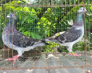 ব্ল্যাক গ্রেগেল পেয়ার