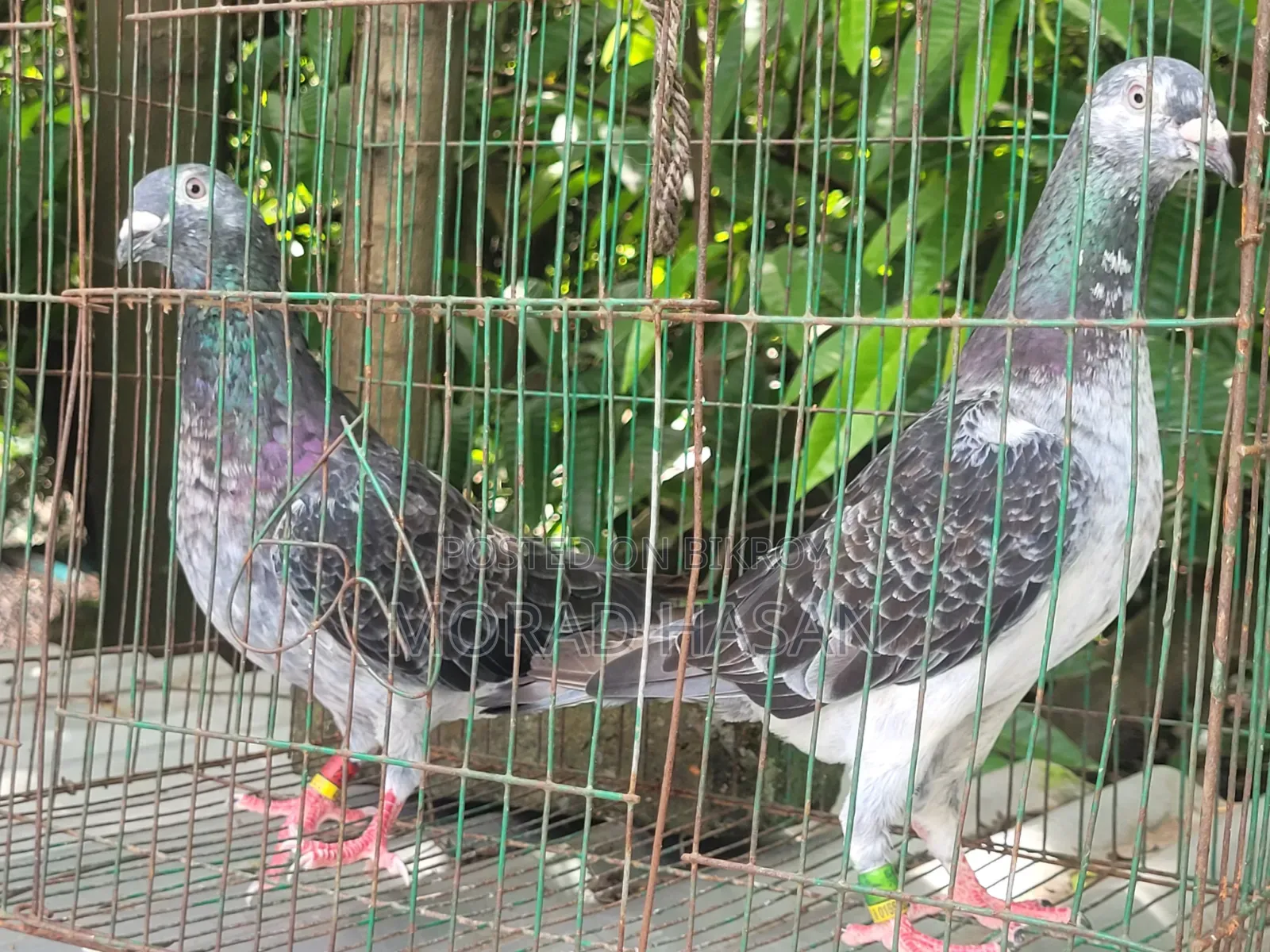 ব্ল্যাক গ্রেগেল পেয়ার