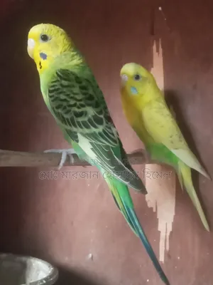 নিউ এডাল্ট বাজরিগা