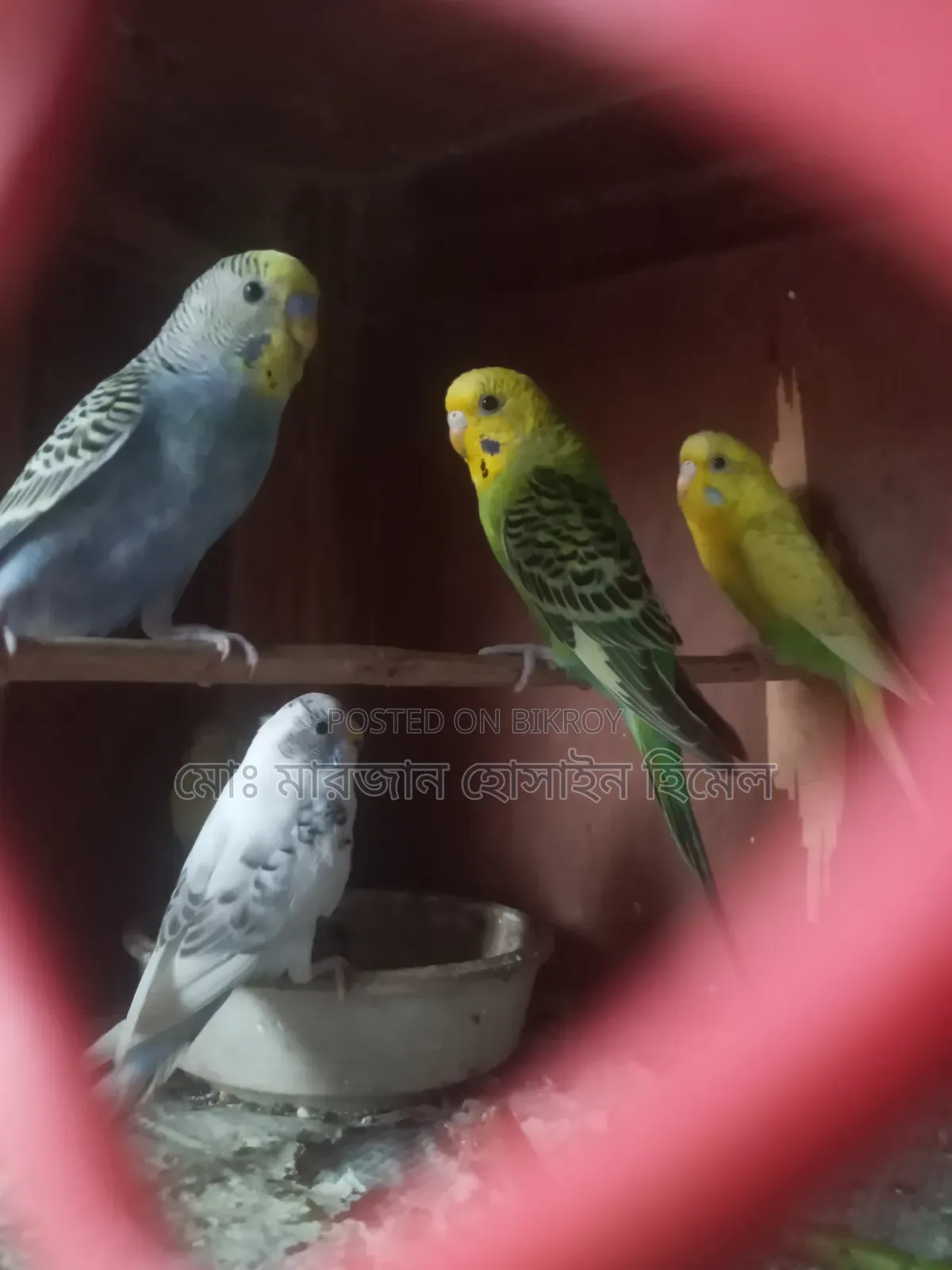 নিউ এডাল্ট বাজরিগা