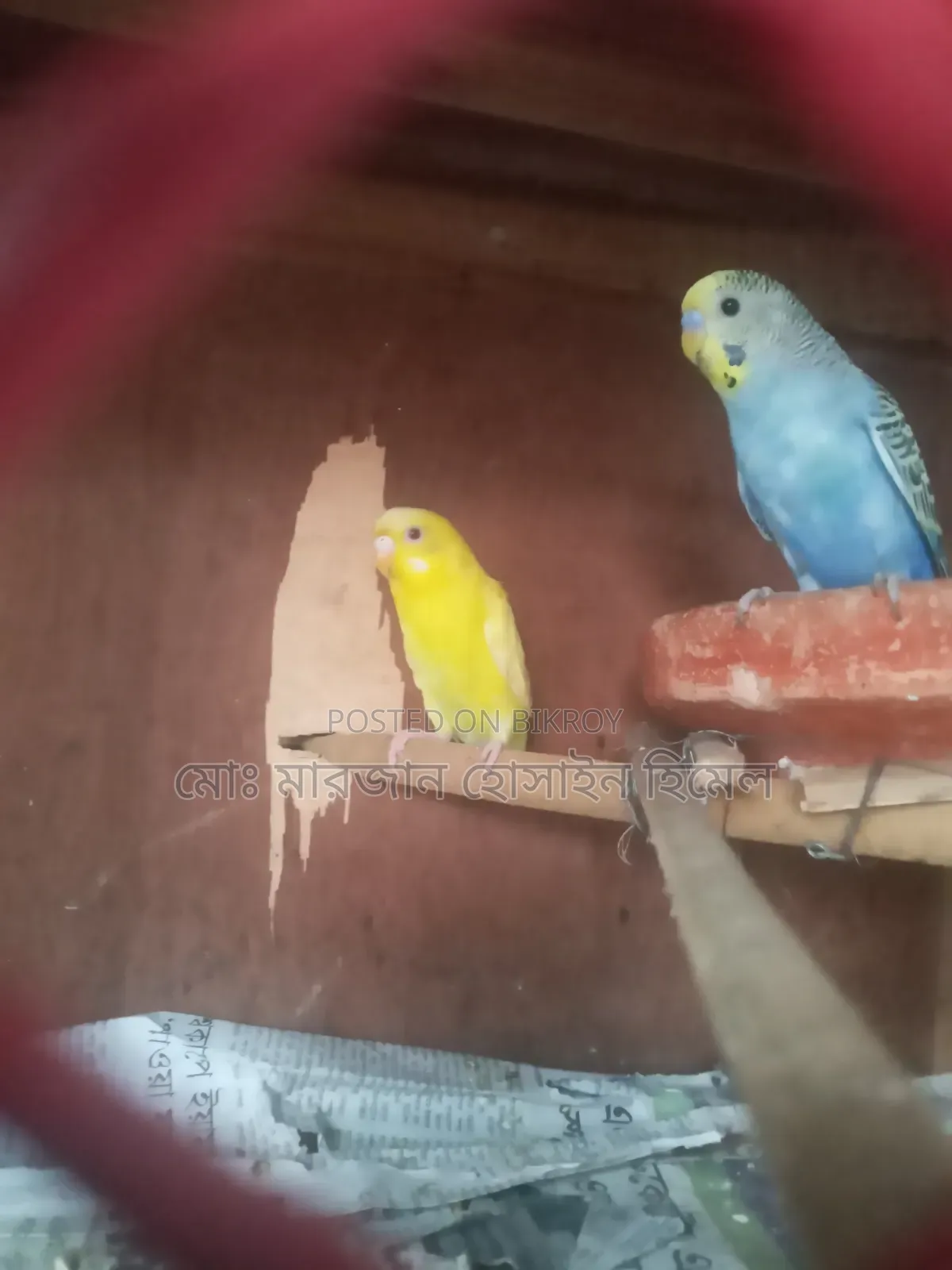 নিউ এডাল্ট বাজরিগা