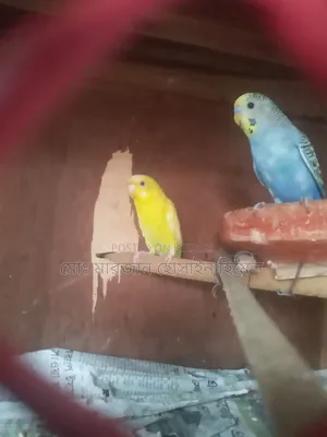 নিউ এডাল্ট বাজরিগা