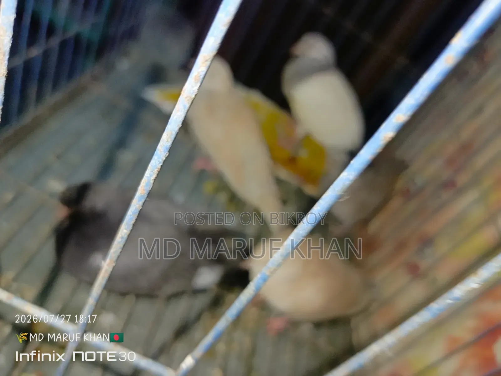 অস্ট্রেলিয়ান ঘুঘু