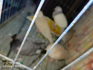 অস্ট্রেলিয়ান ঘুঘু