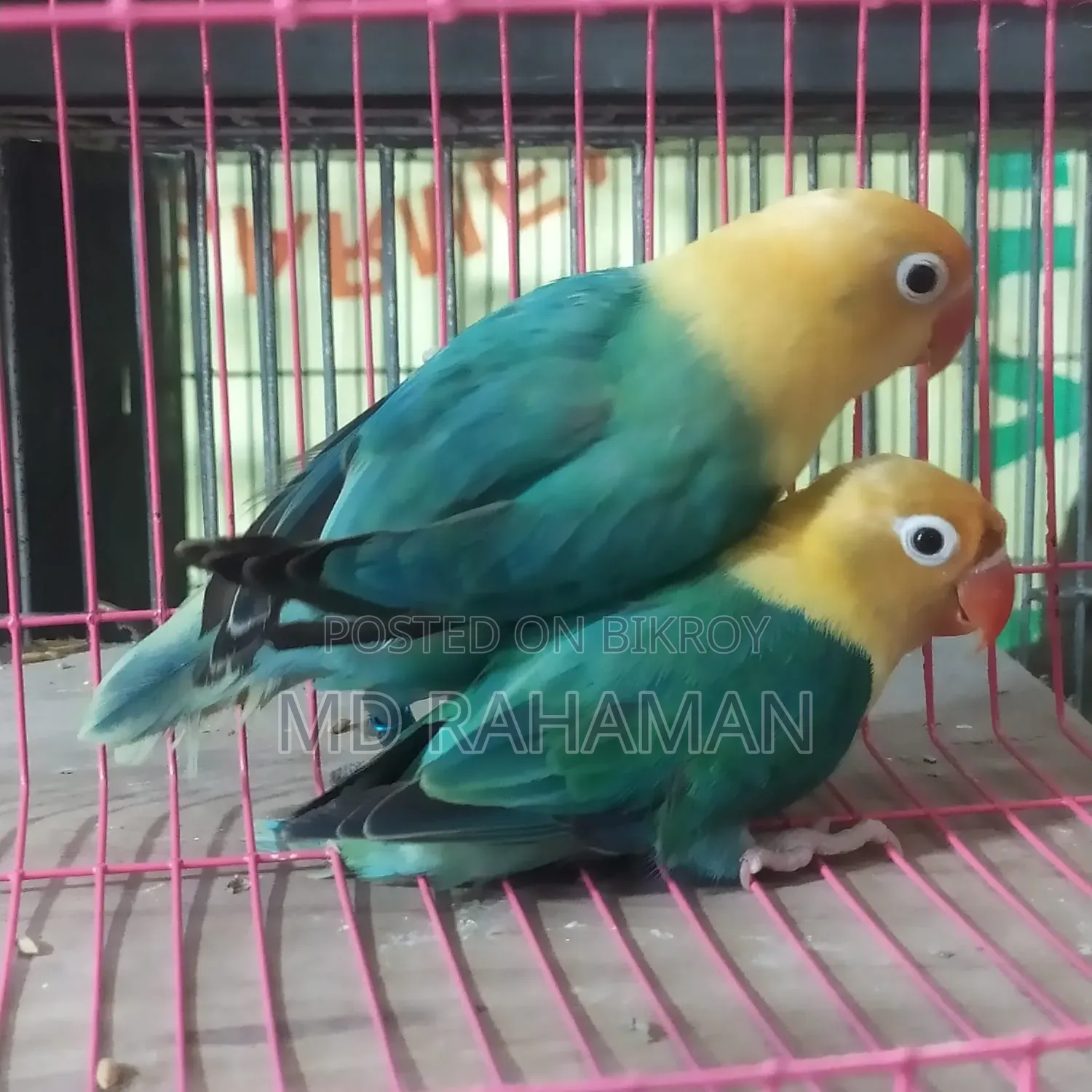 Love Bird Pair