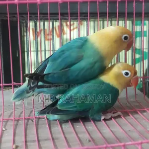 Love Bird Pair