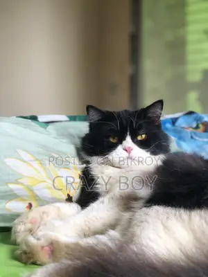 6-12 Months Male Mixed Breed Persian