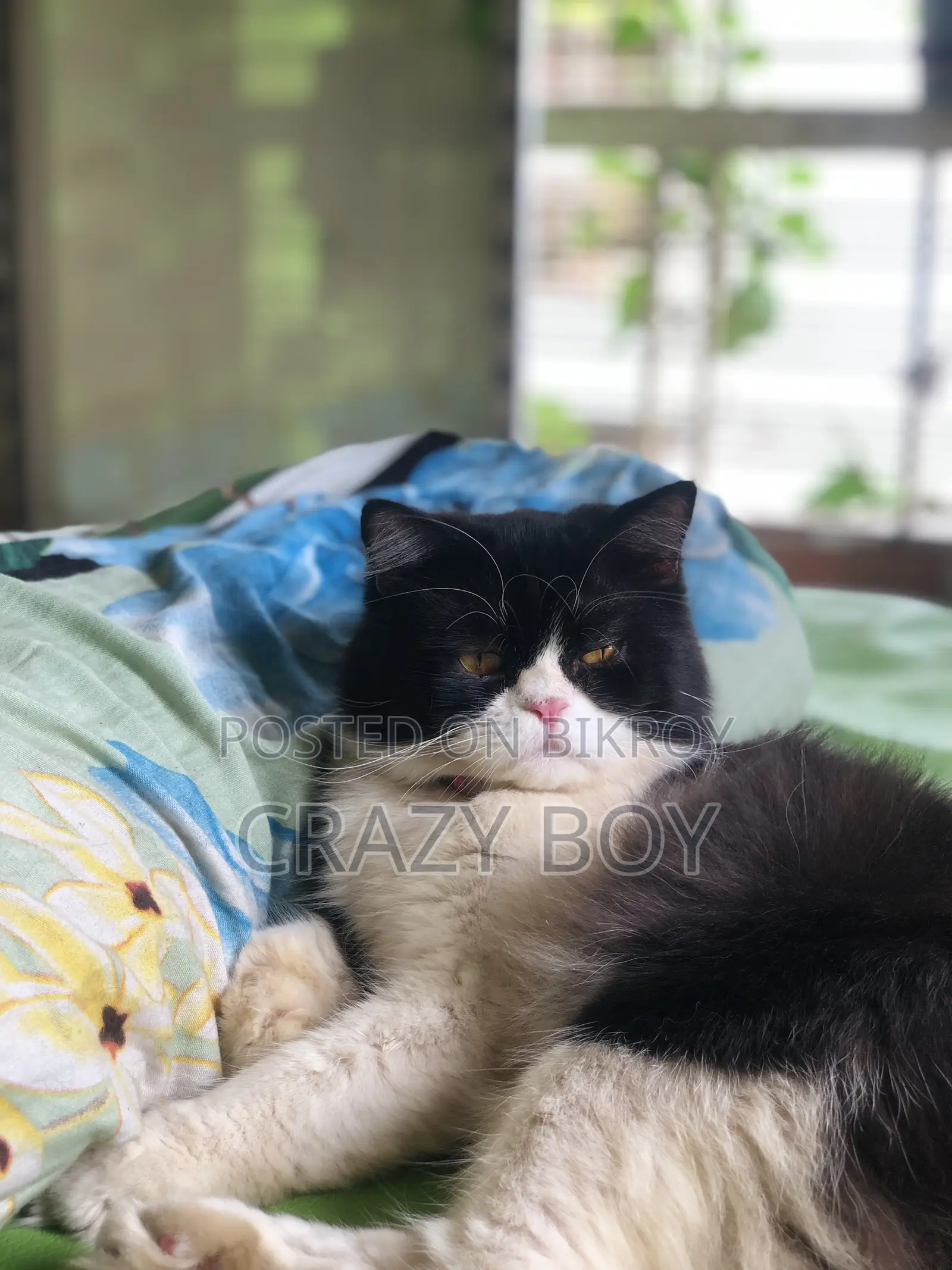 6-12 Months Male Mixed Breed Persian