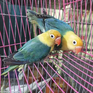 Love Bird Pair