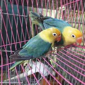 Love Bird Pair