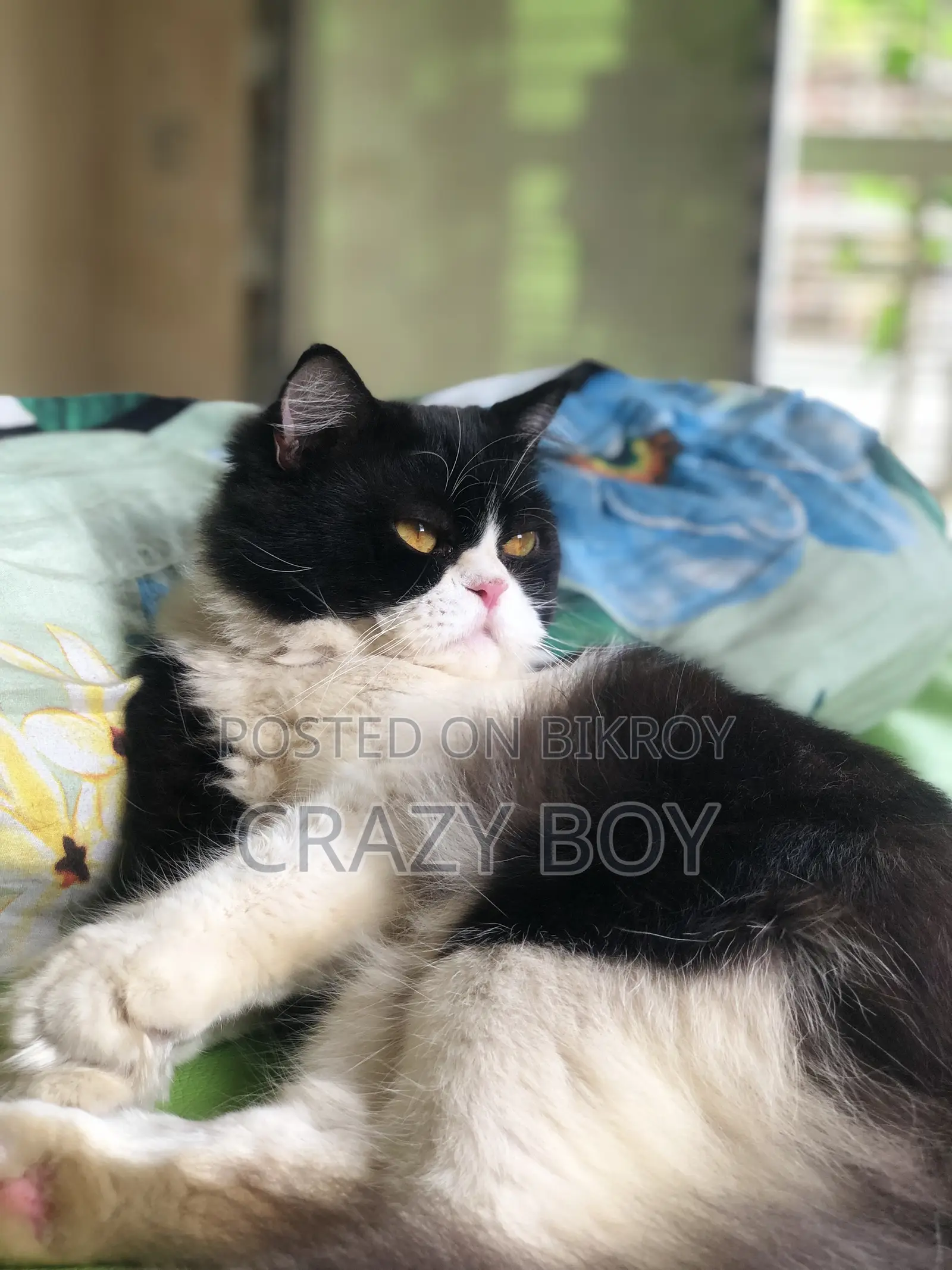 6-12 Months Male Mixed Breed Persian