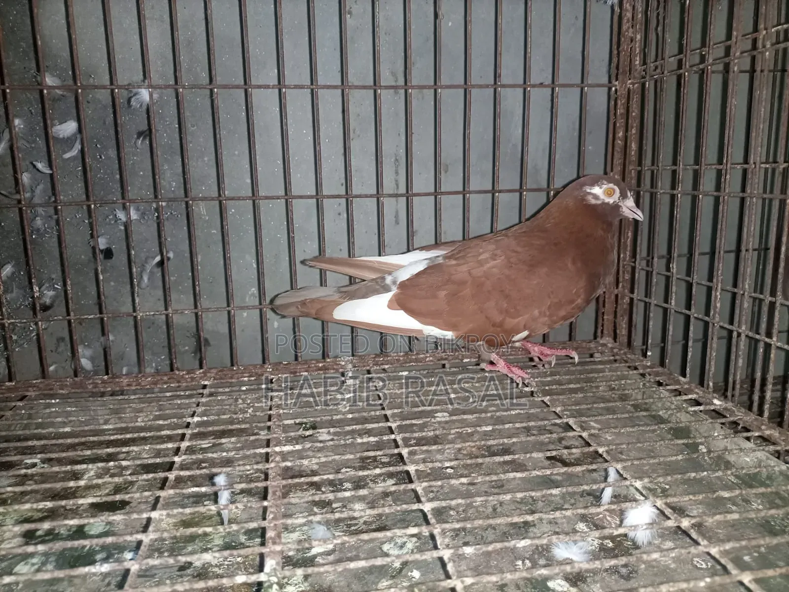 Some pigeons will be sold.