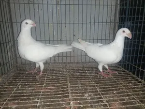 Some pigeons will be sold.