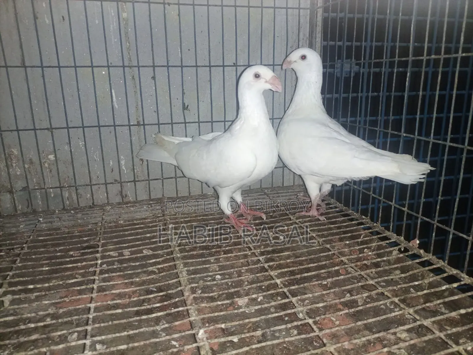 Some pigeons will be sold.